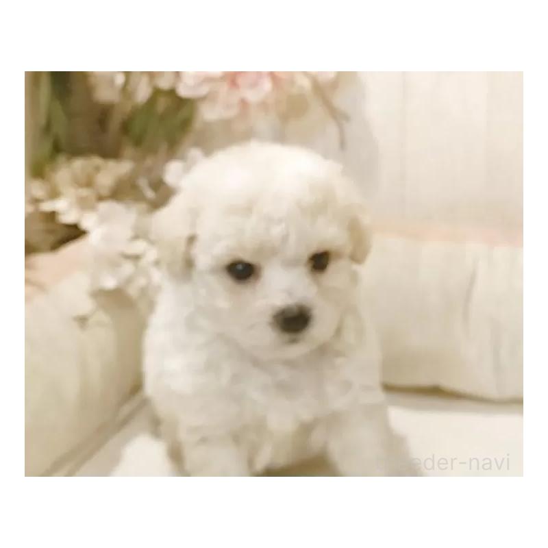 成約済の愛知県のビションフリーゼ-422477の9枚目