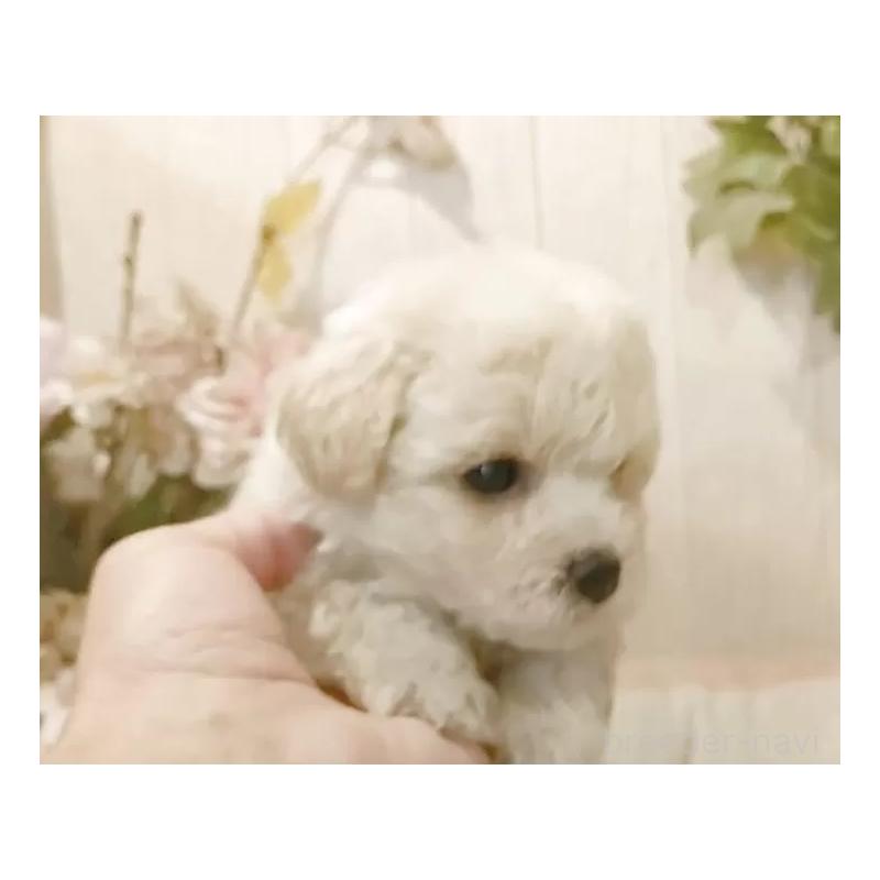 成約済の愛知県のビションフリーゼ-422477の8枚目