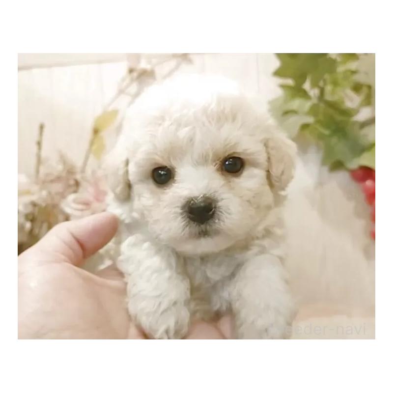 成約済の愛知県のビションフリーゼ-422477の7枚目