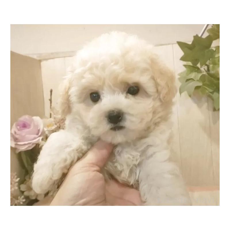 成約済の愛知県のビションフリーゼ-422477の6枚目