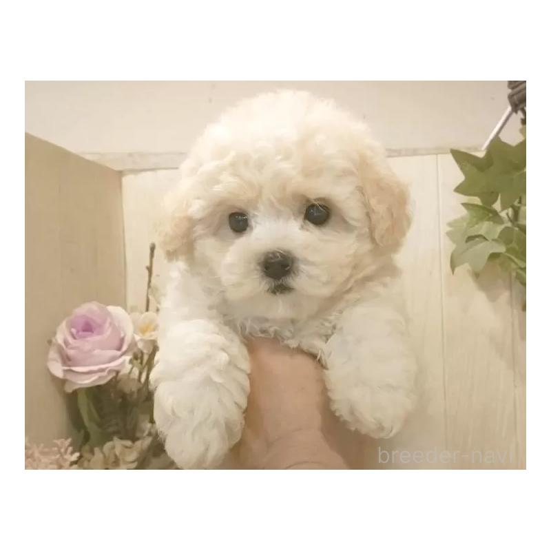 成約済の愛知県のビションフリーゼ-422477の4枚目