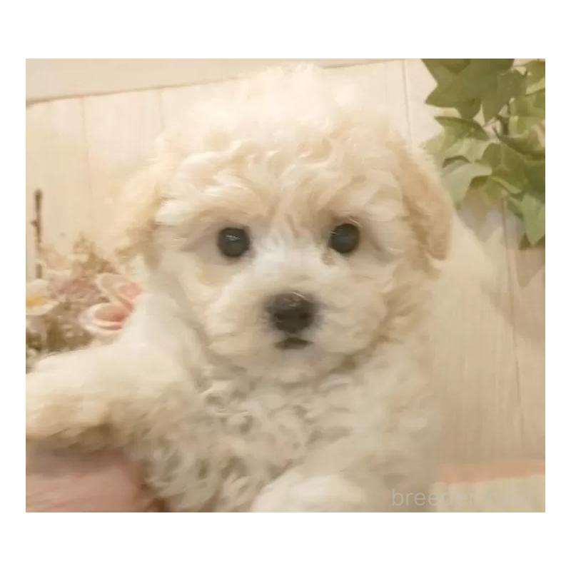 成約済の愛知県のビションフリーゼ-422477の3枚目