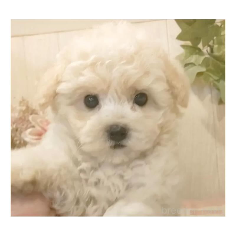 成約済の愛知県のビションフリーゼ-422477の2枚目