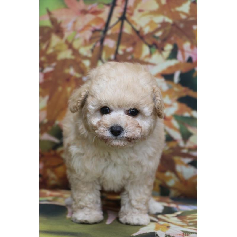 成約済の千葉県のタイニープードル-427035の5枚目