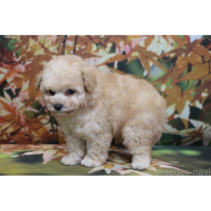 成約済の千葉県のタイニープードル-427035の4枚目