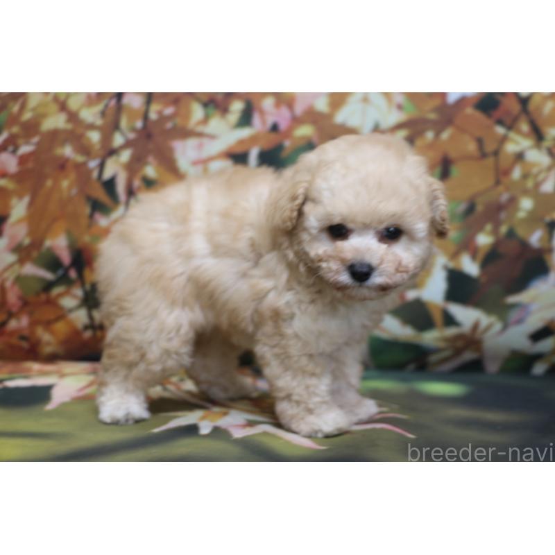 成約済の千葉県のタイニープードル-427035の3枚目