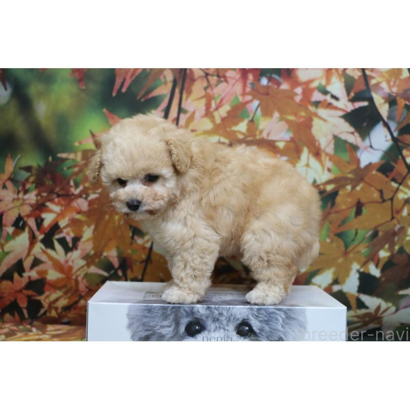 成約済の千葉県のタイニープードル-427035の2枚目