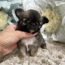 ♀︎チワワ(ロングコート)