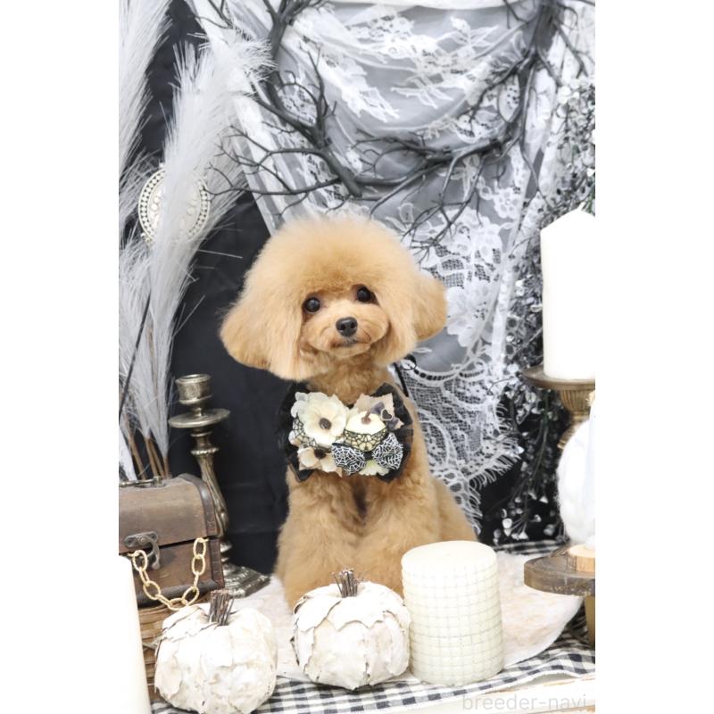 杉本るみ子ブリーダーの詳細