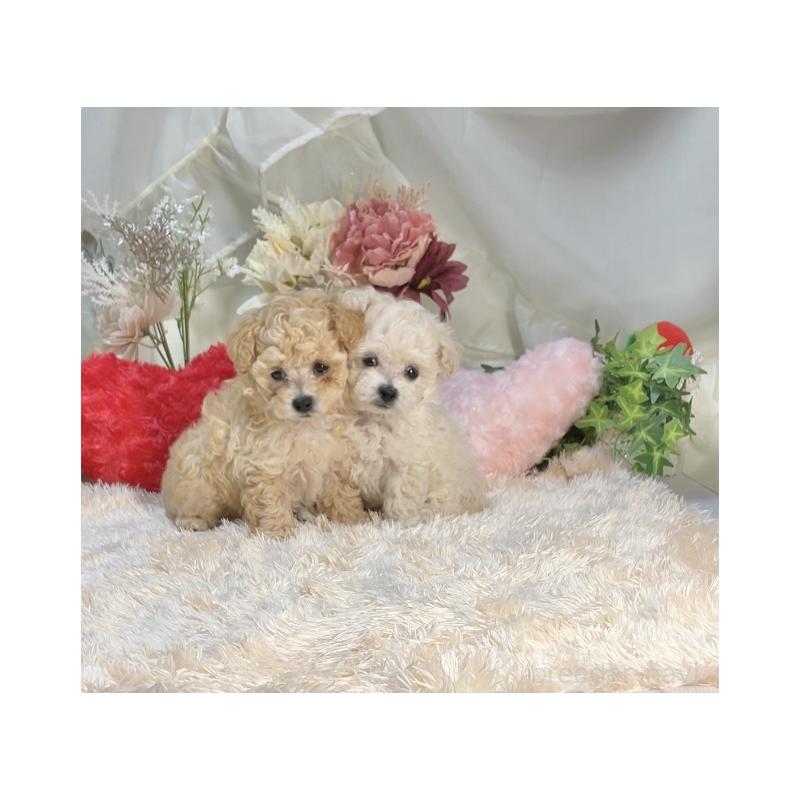 杉本るみ子ブリーダーの詳細