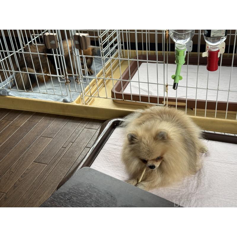 木村学ブリーダーの詳細