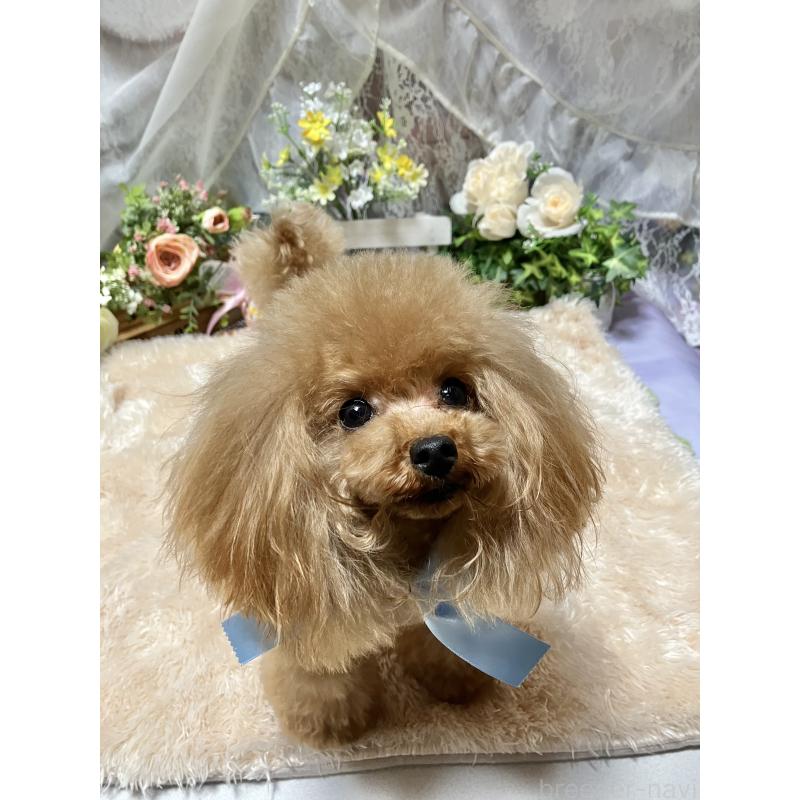 杉本るみ子ブリーダーの詳細