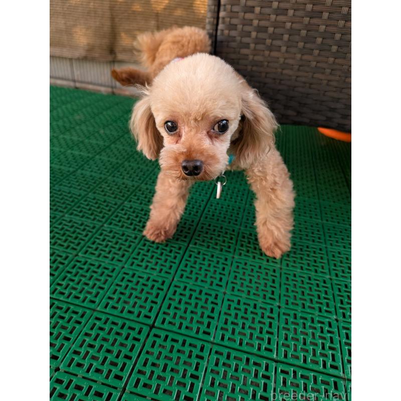 販売中の岡山県のティーカッププードル-425770の3枚目