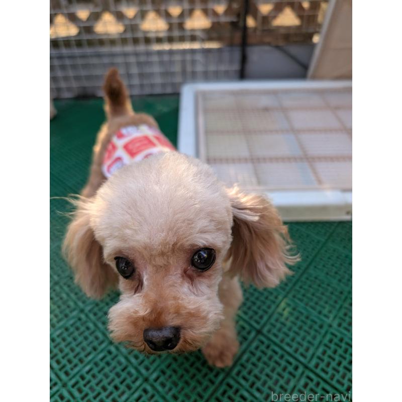 販売中の岡山県のティーカッププードル-425770の2枚目