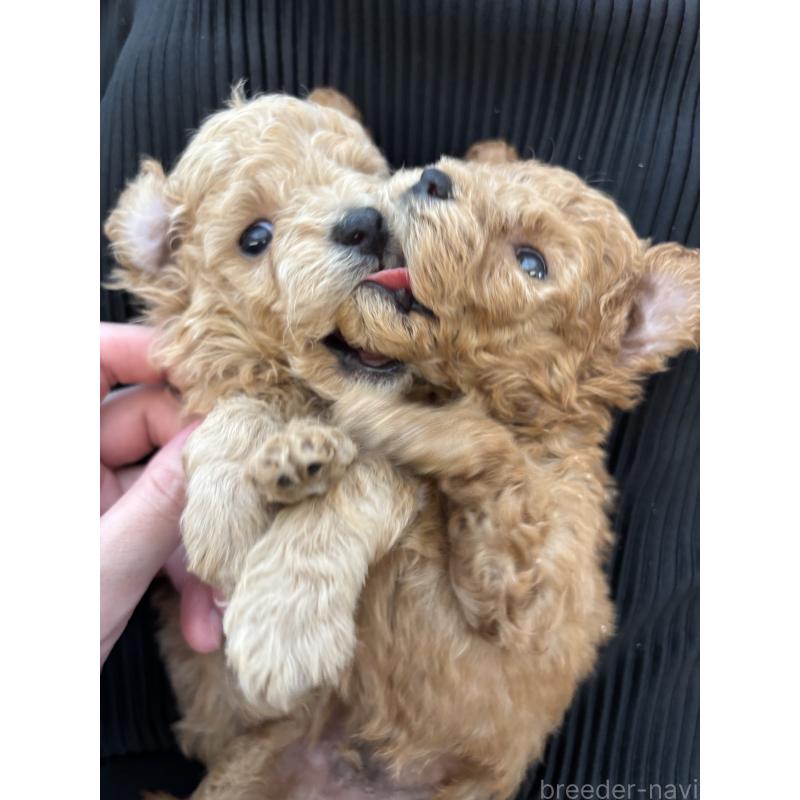 安田唯香ブリーダーの詳細の1枚目