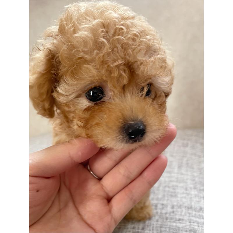 安田唯香ブリーダーの詳細