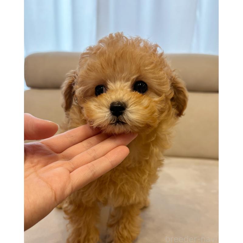 安田唯香ブリーダーの詳細