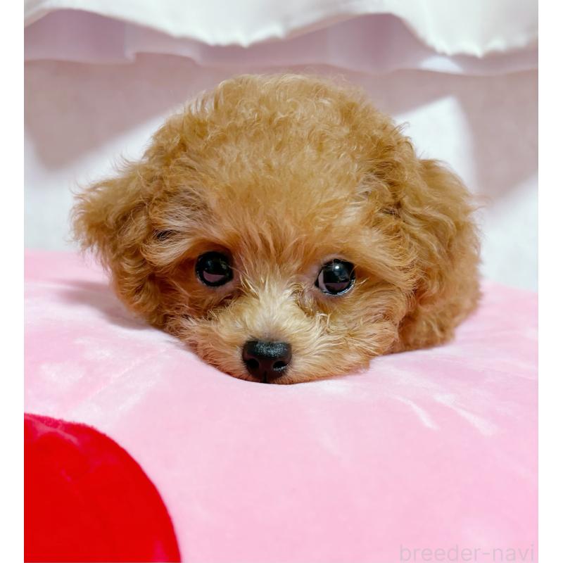 安田唯香ブリーダーの詳細