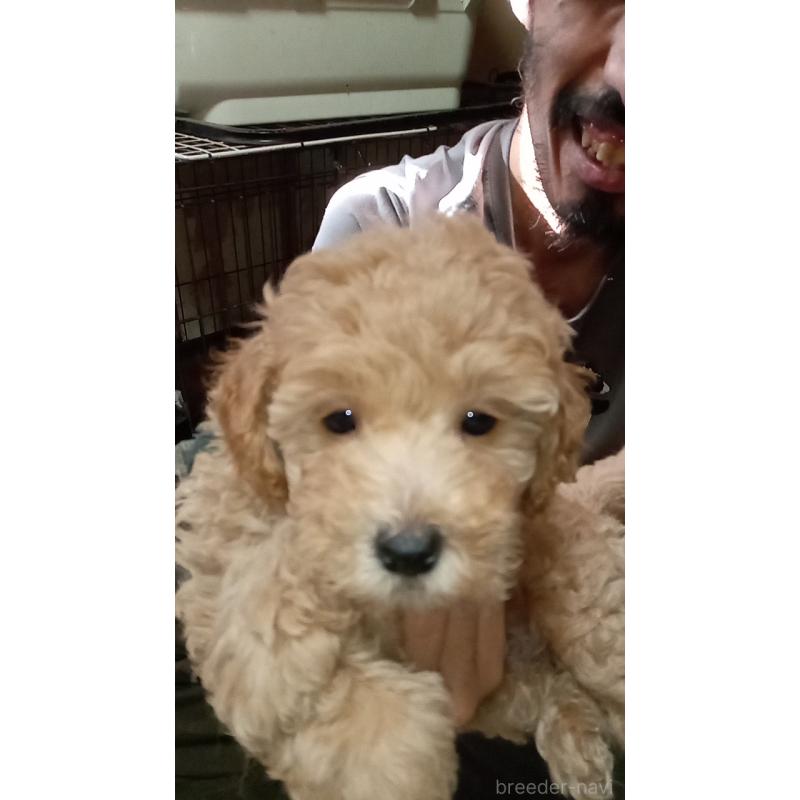 宮崎愛光ブリーダーの詳細