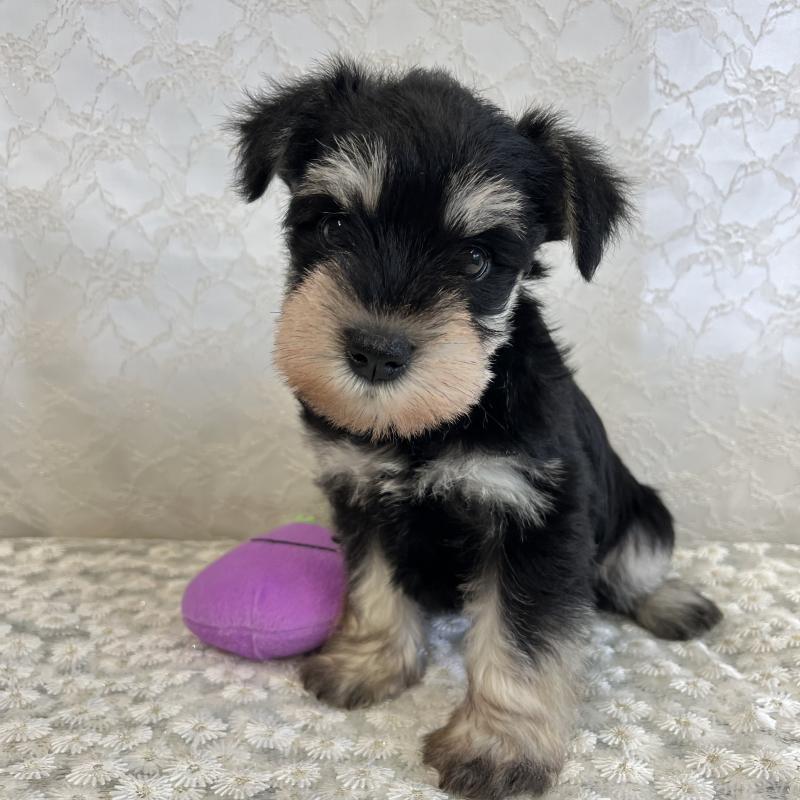 成約済の岡山県のミニチュアシュナウザー-426617の2枚目