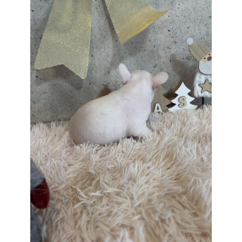 成約済の鹿児島県のフレンチブルドッグ-425615の4枚目