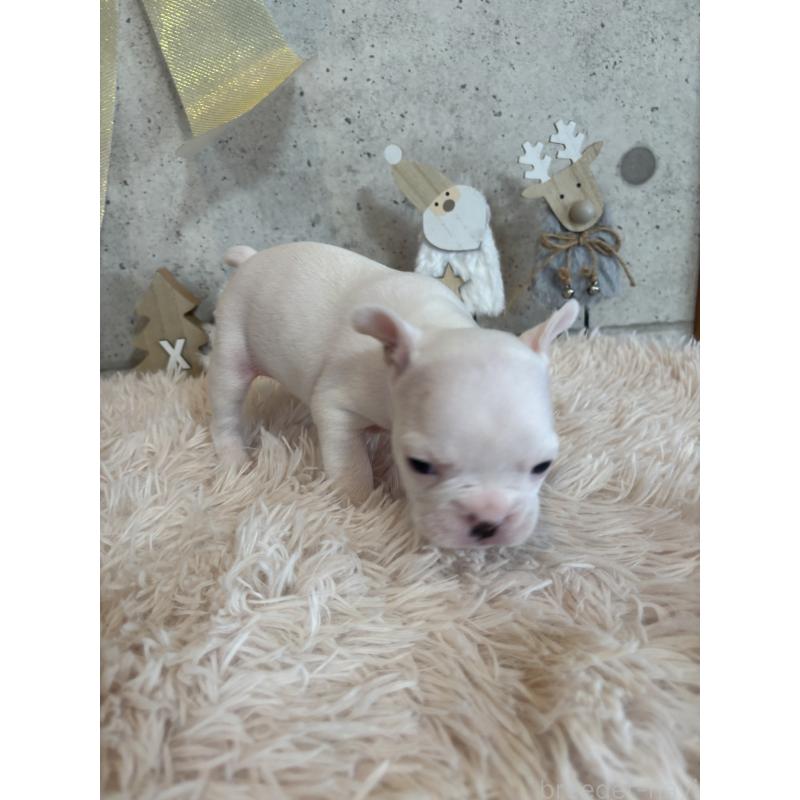 成約済の鹿児島県のフレンチブルドッグ-425615の3枚目