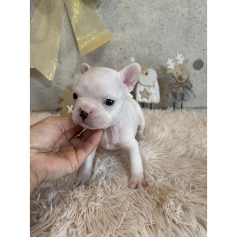 成約済の鹿児島県のフレンチブルドッグ-425615の2枚目