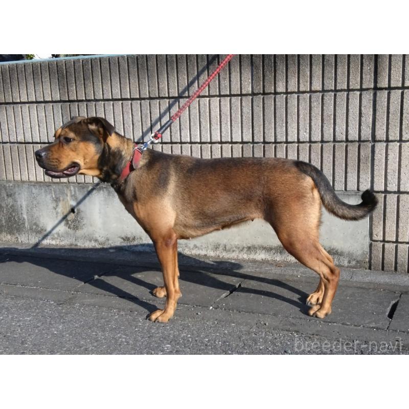 福田貴哉ブリーダーの詳細