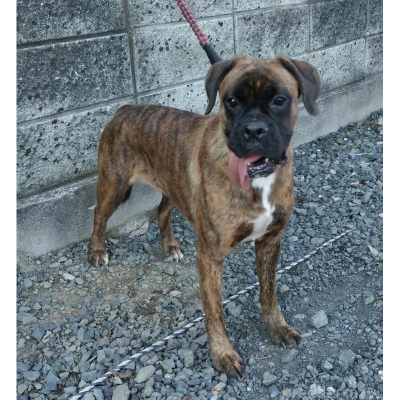 福田貴哉ブリーダーの詳細