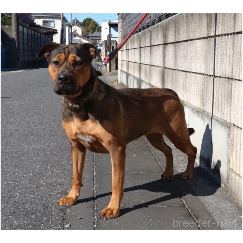 福田貴哉ブリーダーの詳細