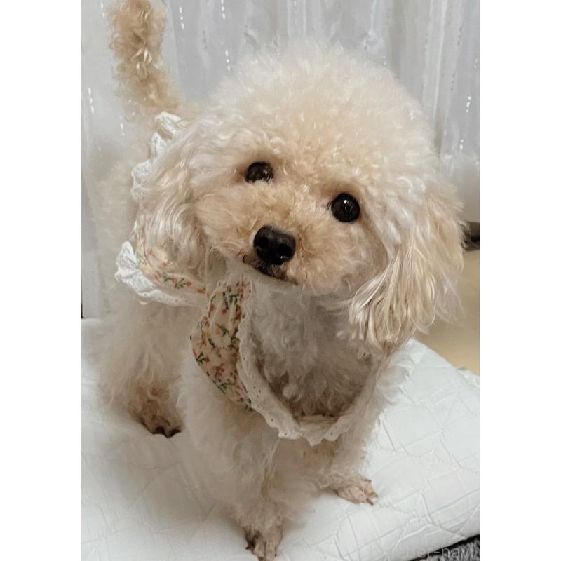 安田唯香ブリーダーの詳細