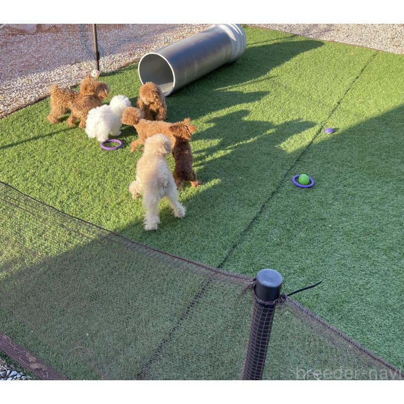 安田唯香ブリーダーの詳細