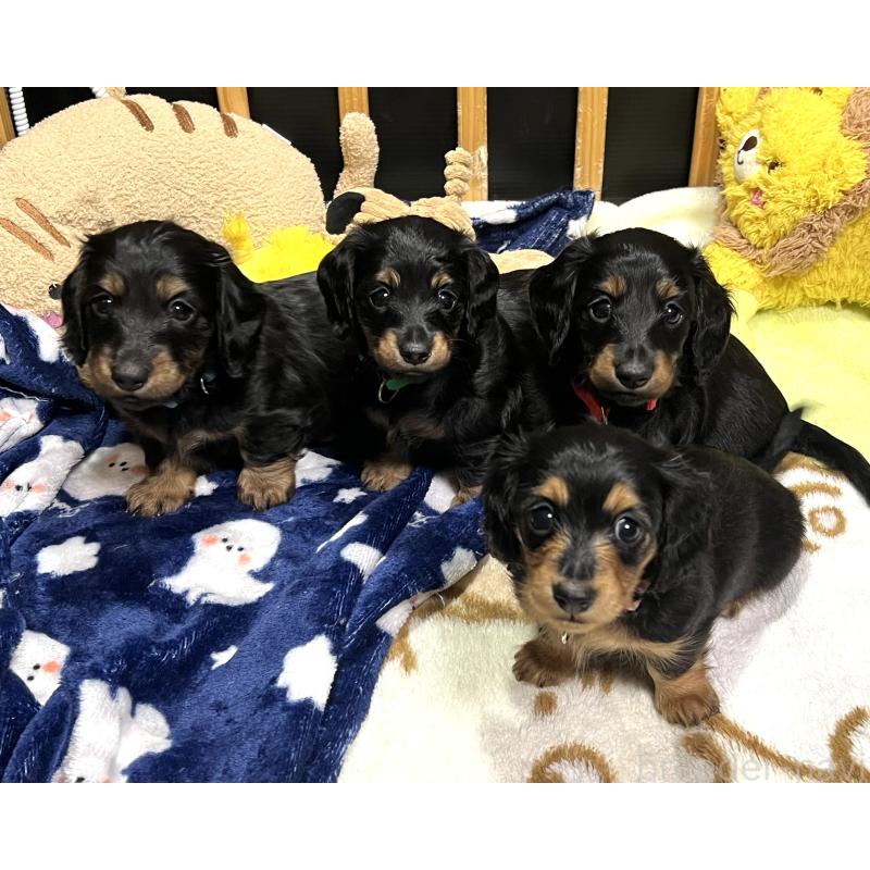 関口ルミブリーダーの詳細