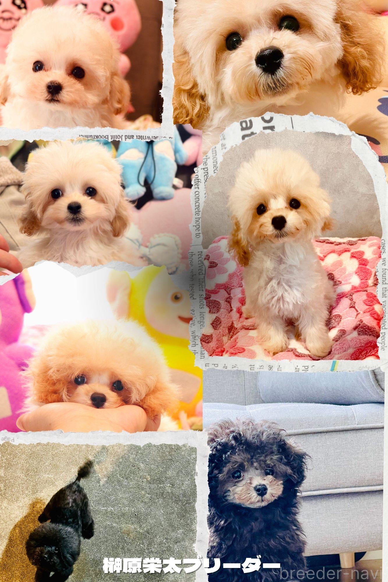 榊原ブリーダー