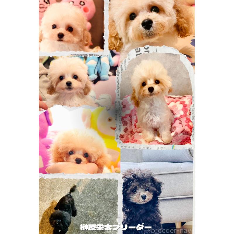 榊原栄太ブリーダーの詳細の1枚目