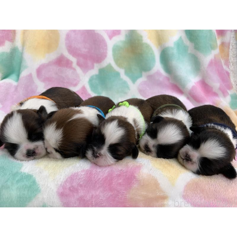 中澤佐規子ブリーダーの詳細の1枚目