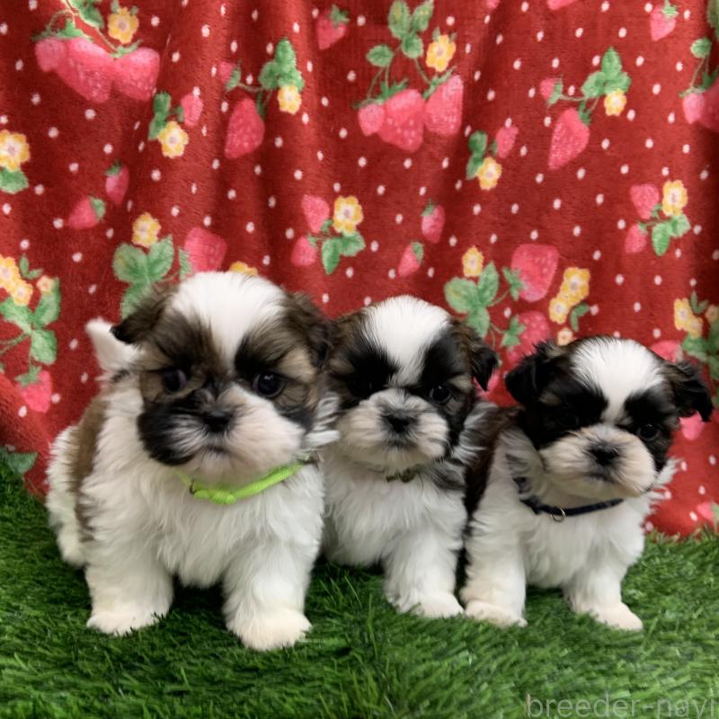 中澤佐規子ブリーダーの詳細