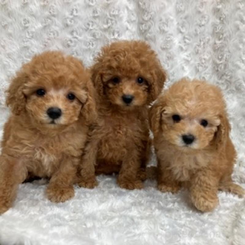 中澤佐規子ブリーダーの詳細