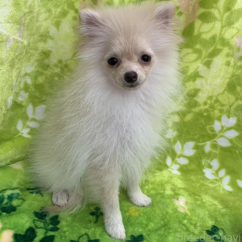 中澤佐規子ブリーダーの詳細