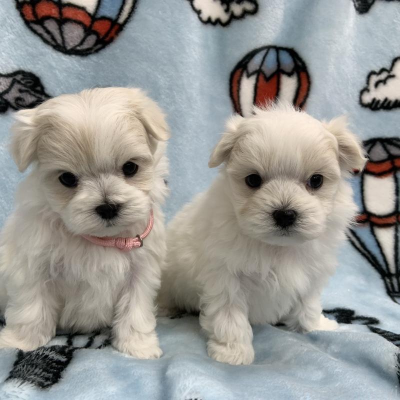 中澤佐規子ブリーダーの詳細