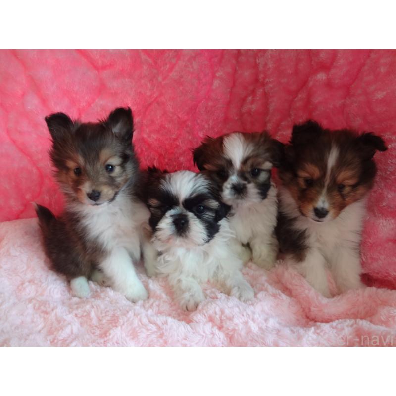 中澤佐規子ブリーダーの詳細