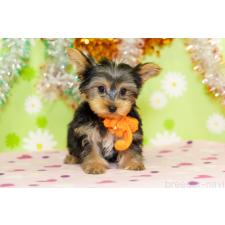 ♀︎ヨークシャーテリア