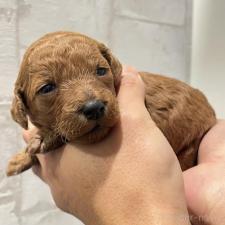 ♀︎ミディアムプードル