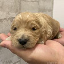 ♀︎ゴールデンドゥードル:ゴールデンレトリーバー×プードル