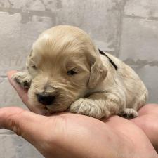 ♀︎ゴールデンドゥードル:ゴールデンレトリーバー×プードル