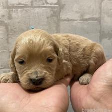 ♀︎ゴールデンドゥードル:ゴールデンレトリーバー×プードル