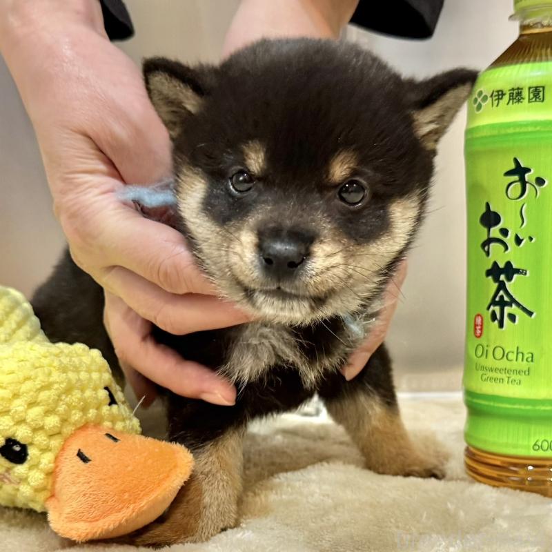 小川典子ブリーダーの詳細の1枚目