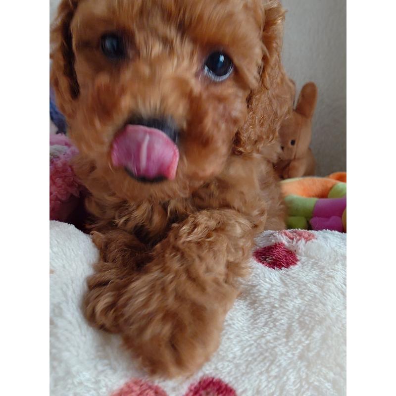 成約済の滋賀県のトイプードル-428028の9枚目