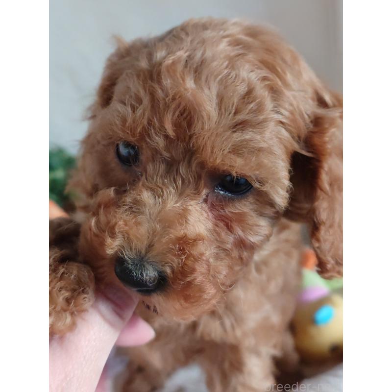 成約済の滋賀県のトイプードル-428028の8枚目