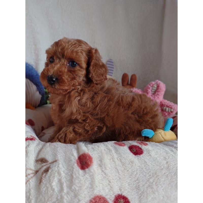 成約済の滋賀県のトイプードル-428028の6枚目